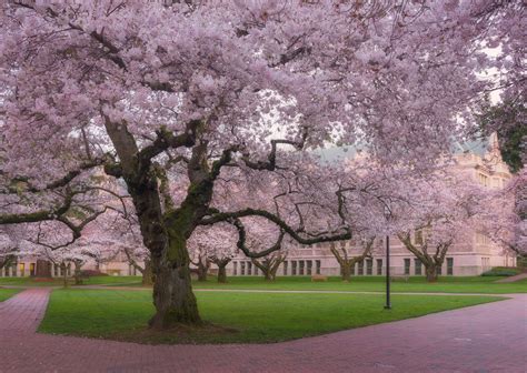 Where to View Cherry Blossoms in Seattle