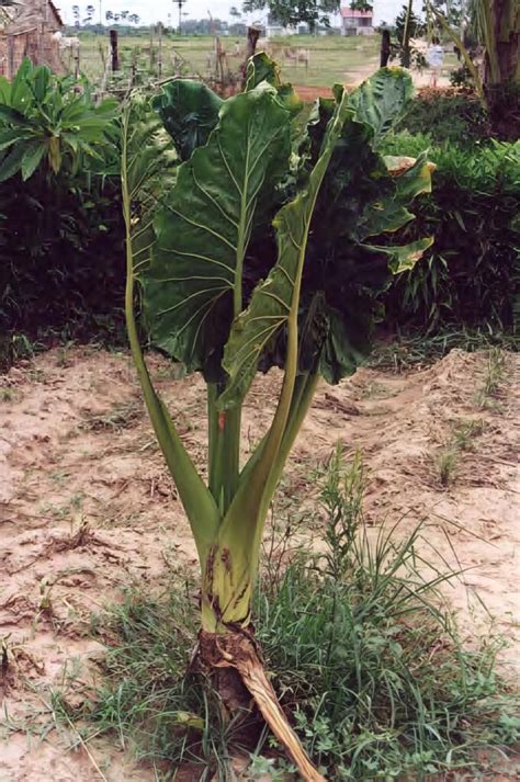 Giant Taro - a plant with a giant root - Bushguide 101