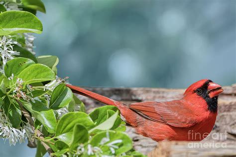 Male Northern Cardinal Feeding Near Fringe Tree Photograph by Bonnie Barry - Fine Art America