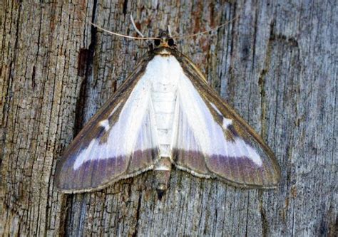 Identify a moth | Butterfly Conservation