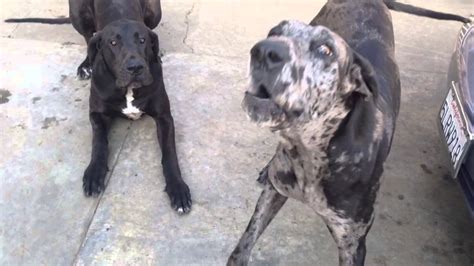 Great Danes Barking - YouTube