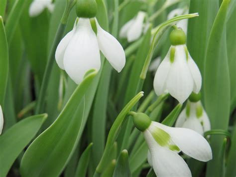 Giant Snowdrop Bulbs | Turf Online