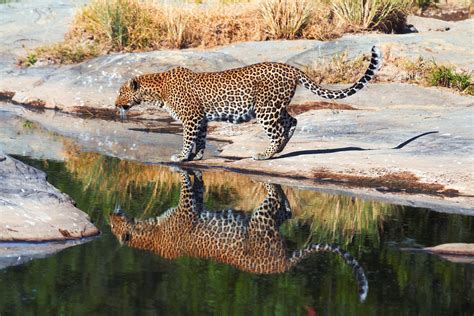 When Is The Best Time To See Wildlife in the Masai Mara, Kenya ...