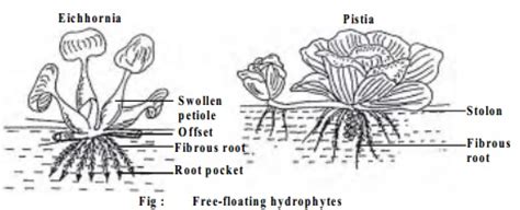 Hydrophytes And Classification of Hydrophytes