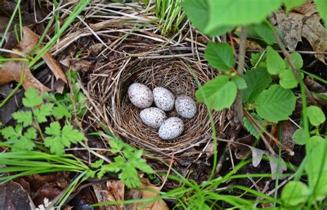 Eastern towhees typically nest on the ground or in shrubs/tangles up to ...