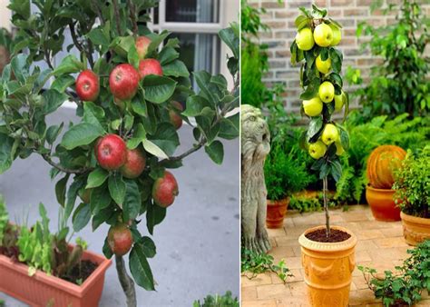 15 Small Trees Ideal for Growing in Pots and Containers - TheArches