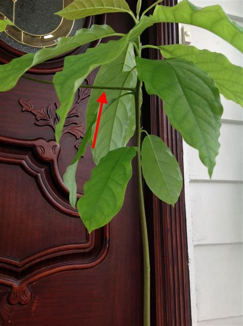 Avocado | Training a young avocado plant in container