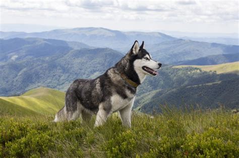 Siberian Husky Breed: Characteristics, Care & Photos | BeChewy