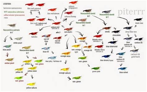 Neocaridina Family Tree - General Discussion - C.A.R.E.