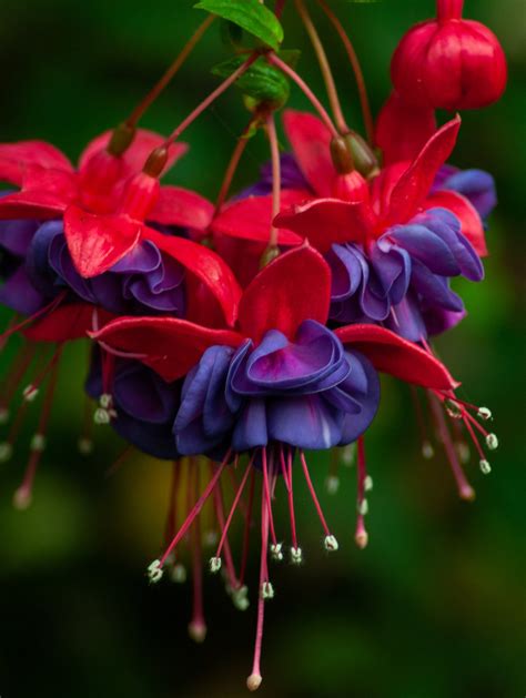 Seattle Garden & Flower Photography — PowellsWood Garden- Botanical ...