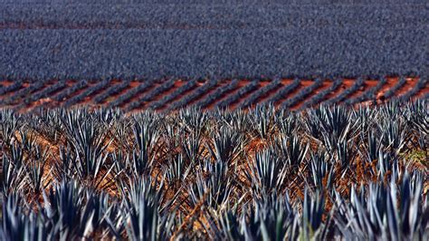 Tequila Nation: Mexico Reckons With Its Complicated Spirit | KQED