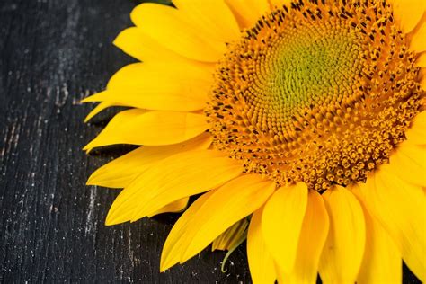 A sunflower / Sonnenblume - Creative Commons Bilder