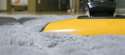 Handling A Carpet Beetle Infestation And Having Carpet Mites | ABC Blog