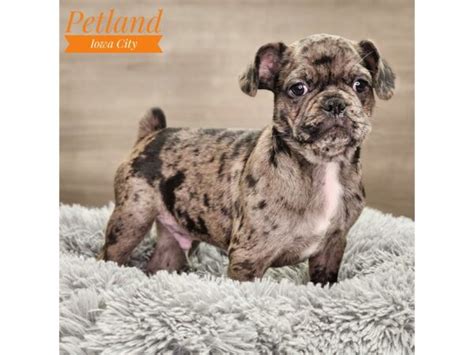 Frug Small Animal Blue Merle ID:18792 Located at Petland Iowa City, Iowa