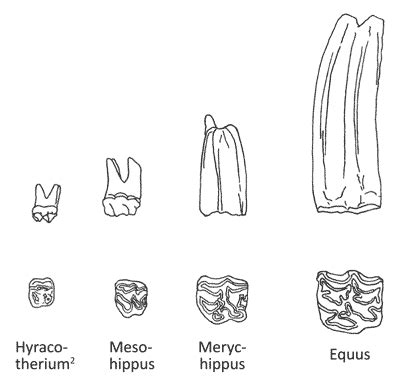 The evolution of the horse