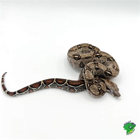 Peruvian Red Tail Boa – cb baby male – Strictly Reptiles Inc.