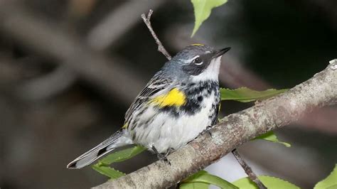 Myrtle Warbler Song Video: Bird Songs Eastern North America-Yellow-rumped Warbler Nature Sounds ...