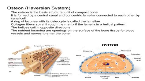 Osteon (Harvesian System) - YouTube