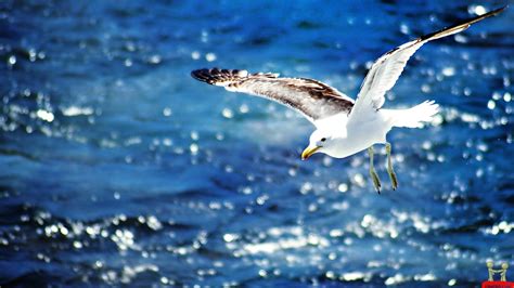 Download Bird Animal Seagull HD Wallpaper