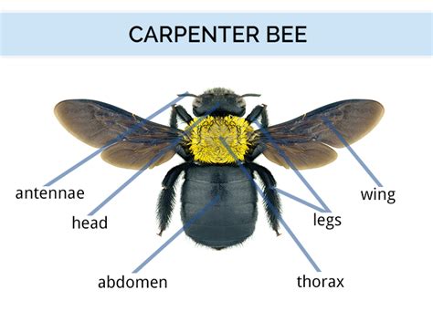 What Do Carpenter Bees Look Like | Carpenter Bee Identification Guide ...