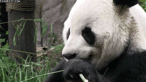 Panda Eating Some Bamboo | Panda, Panda funny, Panda bear