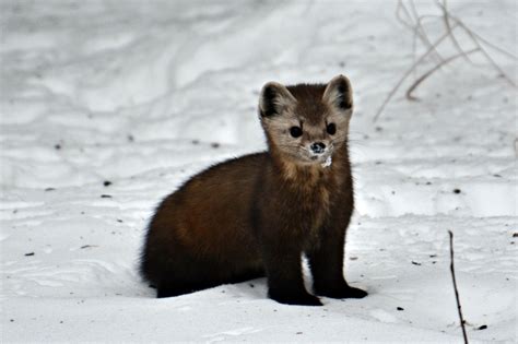 Pine Marten Facts | A Birds Delight | Pine marten, Mammals, Birding trips