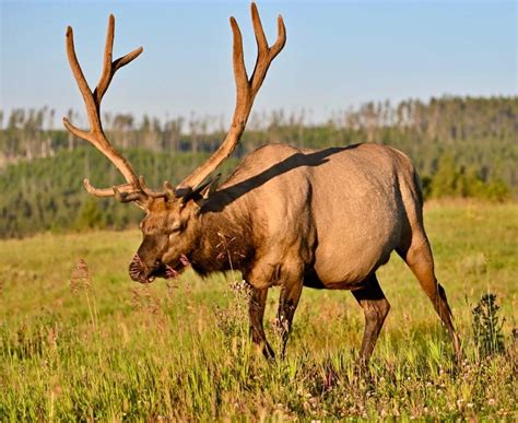 Next Act: Let The Bugling (Of Bull Elk) Begin In Yellowstone