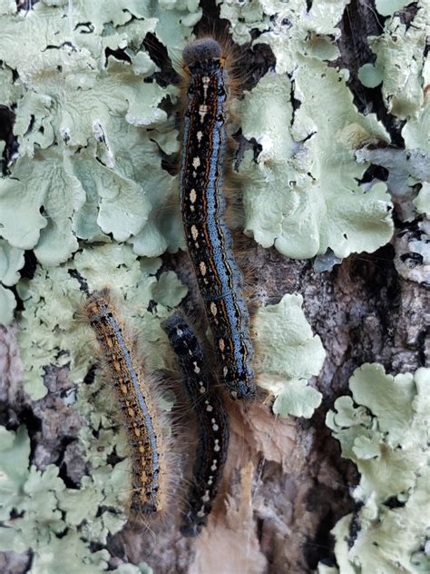 Forest tent caterpillar populations high in small localized areas