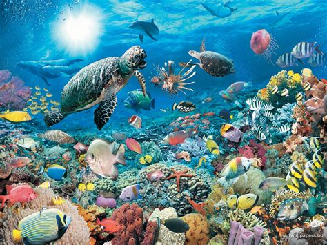 🔥 [48+] Animated Underwater Wallpapers | WallpaperSafari