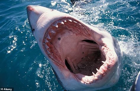 Jaws 6: Love bites for two lonely sharks! CRAIG BROWN on the movie sequels we didn't know we ...