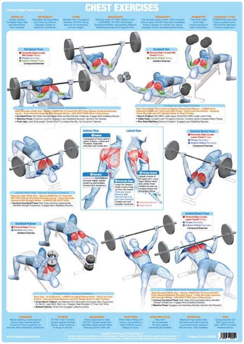 Weight Training Bodybuilding Exercise Poster - Chest Muscles