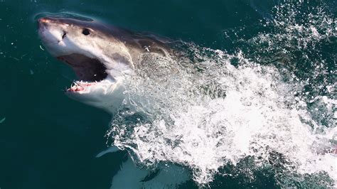 Surfer gets attacked by great white shark on California coast