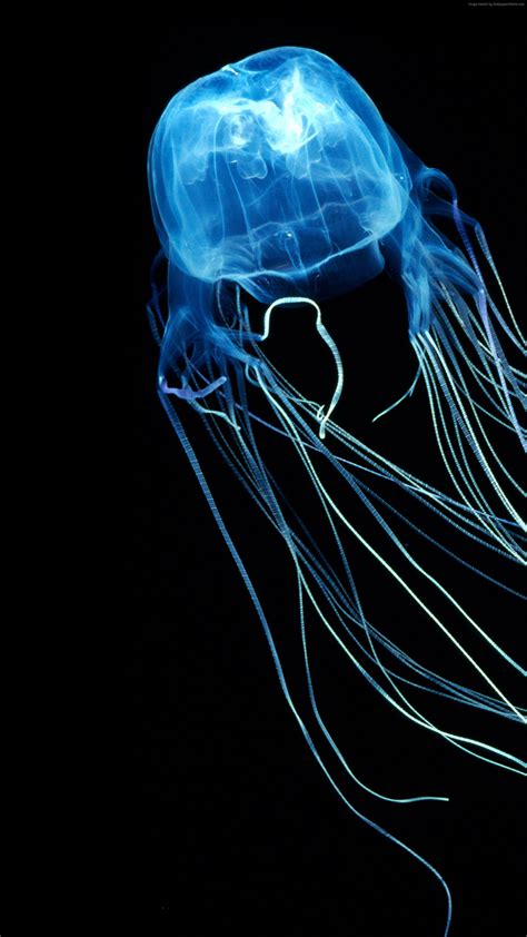 Box Jellyfish - Transparent Deadly 7 Facts About The Australian Box Jellyfish - They also have ...