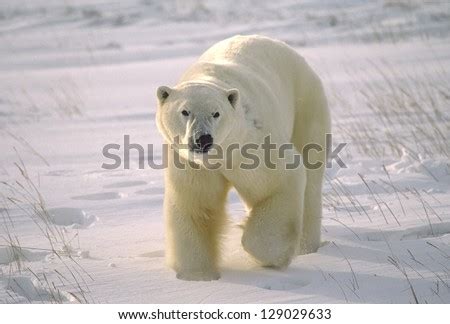 Large Male Polar Bear On Arctic Tundra Stock Photo 129029633 : Shutterstock