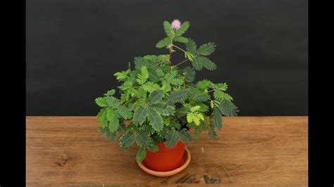 Growing the Sensitive Plant (Mimosa pudica) - YouTube