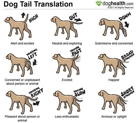 Dog tail movement and position can be quite expressive. | Dog body language, Dog training, Dog care