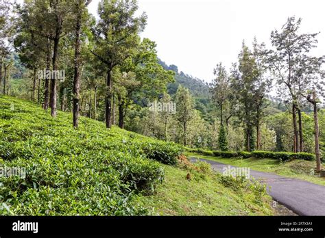 tea plantation in Kerala Stock Photo - Alamy