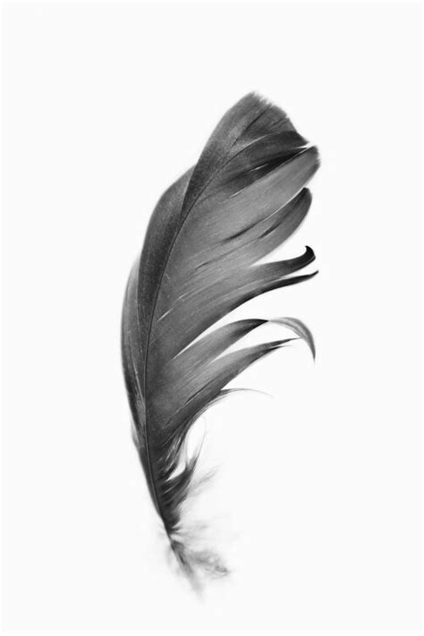 Black feather | Posters, Art Prints, Wall Murals | +250 000 motifs