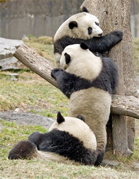 Giant Panda cubs playing