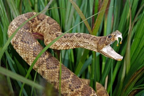 Rattlesnake venom extract helps strike back against superbugs