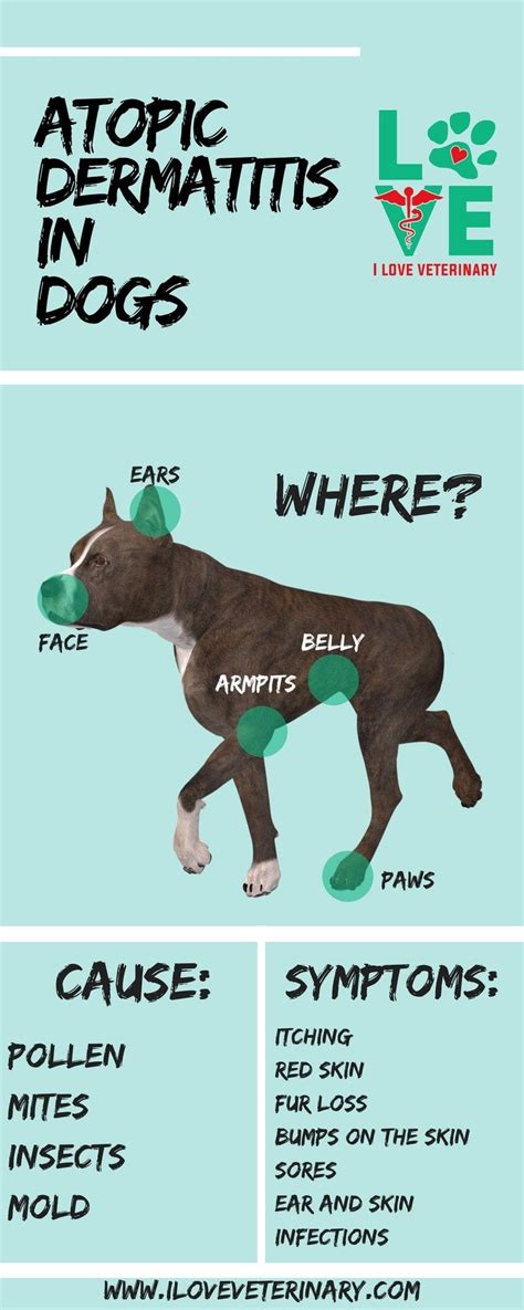 Atopic Dermatitis in Dogs - I Love Veterinary