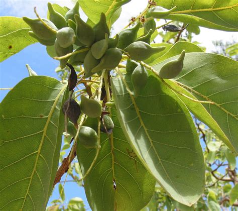 Kakadu Plum - The Australian Superfruit! - Karinda