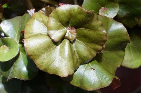 Begonia Beefsteak: How To Grow And Care For It