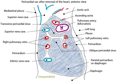 Transverse Pericardial Sinus