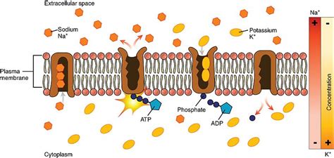 Difference Between Active Transport and Facilitated Diffusion | Compare the Difference Between ...