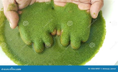 Wolffia globosa on hand. stock image. Image of material - 105618907