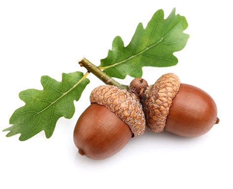 From Little Acorns… - Henshalls Insurance Brokers