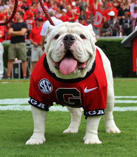 Introducing the Georgia Bulldogs' new mascot, Uga X