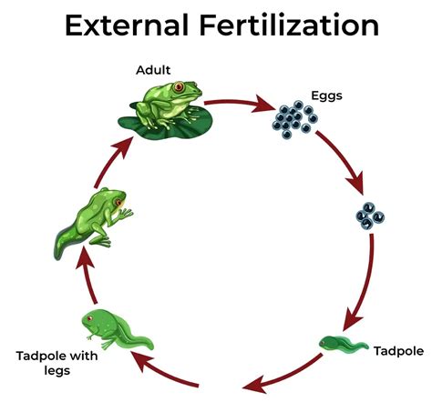 Sexual Reproduction in Animals - Exam Analysis