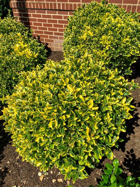 Buy Golden Euonymus Plants Online | Stadler Nurseries